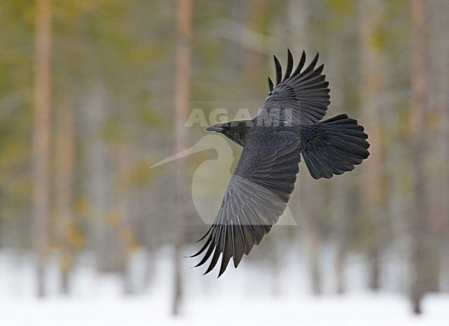 Raaf vliegend; Common Raven flying stock-image by Agami/Markus Varesvuo,