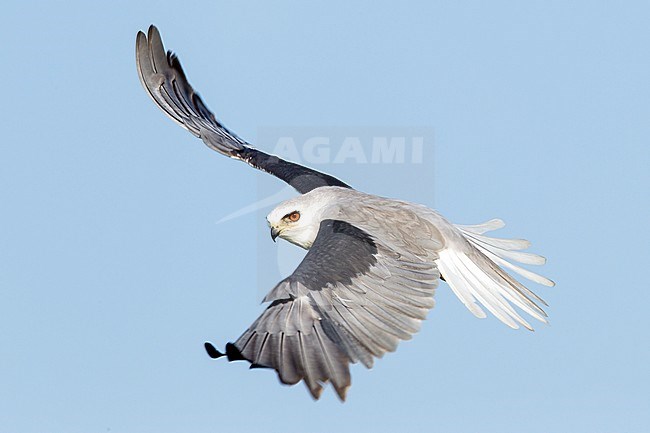 Adult
Galveston Co., TX
April 2012 stock-image by Agami/Brian E Small,