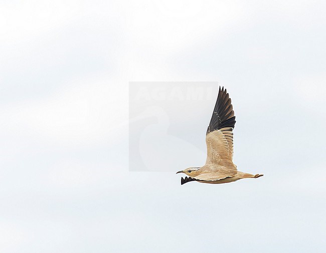 First-winter Cream-colored Courser (Cursorius cursor) at Tarragona, Cataluna, Spain. stock-image by Agami/Marc Guyt,