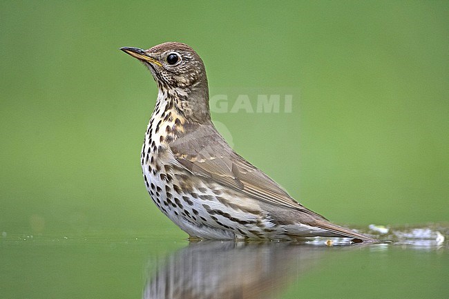 Song Thrush, Turdus philomelos stock-image by Agami/Jari Peltomäki,