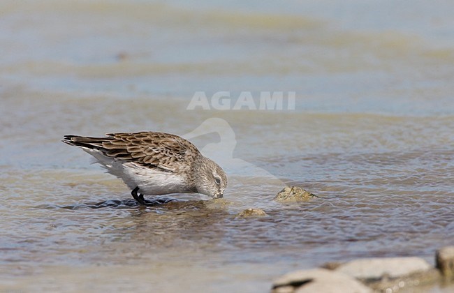 Overwinterende Bonapartes Strandloper; Wintering White-rumped Sandpiper stock-image by Agami/Marc Guyt,