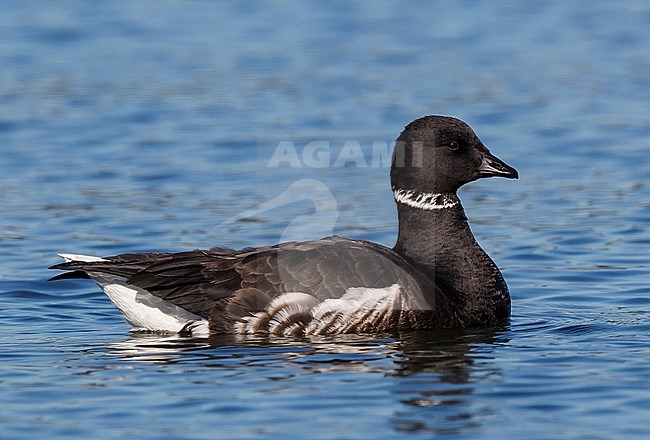 Adult
San Diego Co., CA
December 2012 stock-image by Agami/Brian E Small,