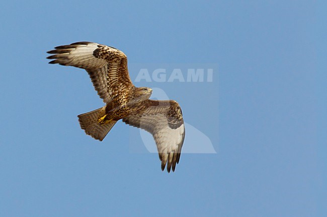 Steppebuizerd in de vlucht; Steppe Buzzard in flight stock-image by Agami/Daniele Occhiato,