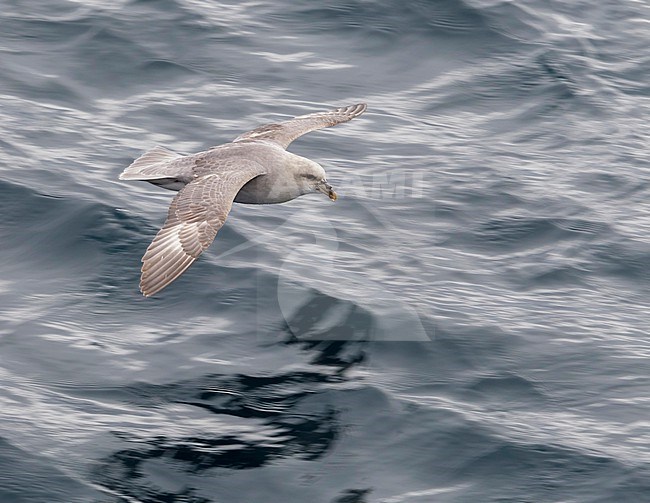 This bird was taken in the Hausgarden, Greenland Sea from the famous german ship - Polarstern. Powered by POLe & AWI. stock-image by Agami/Vincent Legrand,