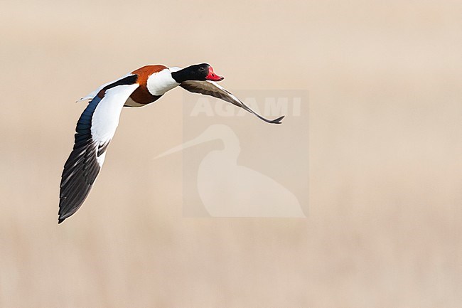 Adult Common Shelduck (Tadorna tadorna) on Texel in the Netherlands. Flying towards the photographer against a yellow-brown background because of an reed bed. stock-image by Agami/Marc Guyt,