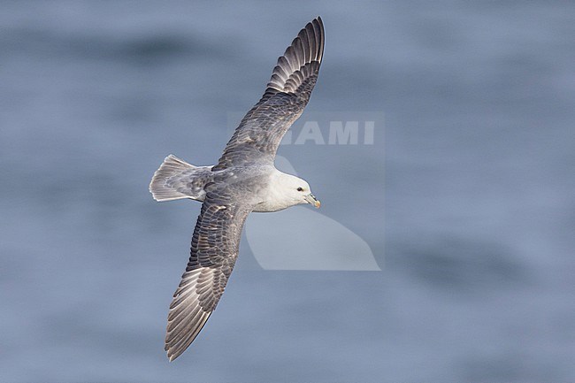 Northern Fulmar (Fulmarus glacialis auduboni), adult in flight seen from the above, Capital Region, Iceland stock-image by Agami/Saverio Gatto,