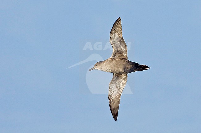 Sooty Shearwater (Puffinus griseus) flying off the coast of Victoria, BC, Canada. stock-image by Agami/Glenn Bartley,