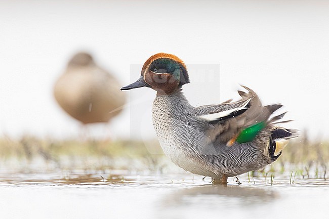 Eurasian Teal (Anas crecca) in Italy. stock-image by Agami/Daniele Occhiato,