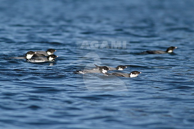 Ancient Murrelet (Synthliboramphus antiquus) swimming on the ocean near Victoria, BC, Canada. stock-image by Agami/Glenn Bartley,