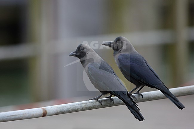 Twee Huiskraaien op een trapleuning, Two House Crows on a banister stock-image by Agami/Chris van Rijswijk,