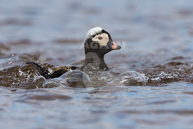 Long-tailed Duck (Clangula hyemalis), adult male swimming in the water stock-image by Agami/Saverio Gatto,