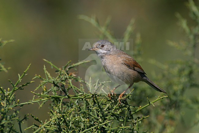 Brilgrasmus in broedgebied; Spectacled Warbler at breedingsite stock-image by Agami/Daniele Occhiato,