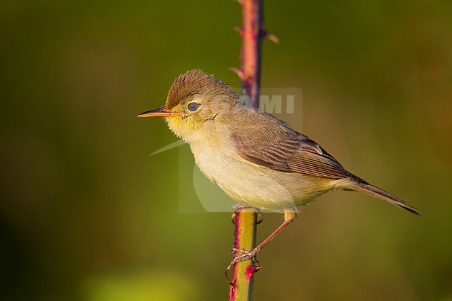 Orpheusspotvogel, Melodious Warbler; Hippolais polyglotta, Germany stock-image by Agami/Ralph Martin,