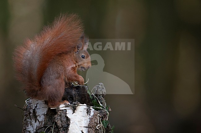Eekhoorn zittend op stam van dode berk; Red Squirrel sitting on a dead tree trunk stock-image by Agami/Han Bouwmeester,