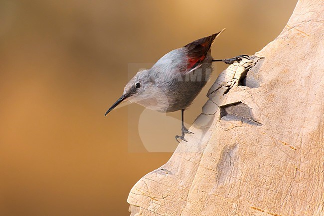 Winterkleed Rotskruiper op rotswand; Non breeding Wallcreeper on cliff face stock-image by Agami/Daniele Occhiato,