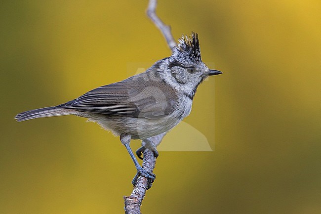 Kuifmees; Crested Tit stock-image by Agami/Daniele Occhiato,