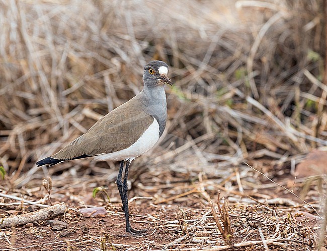 Senegal Lapwing (Vanellus lugubris) in South Africa. stock-image by Agami/Pete Morris,