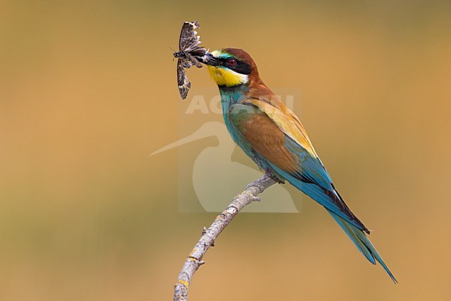 Bijeneter met vlinder, European Bee-eater with Butterfly stock-image by Agami/Daniele Occhiato,