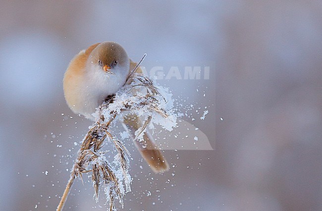 Baardman, Bearded Reedling stock-image by Agami/Markus Varesvuo,