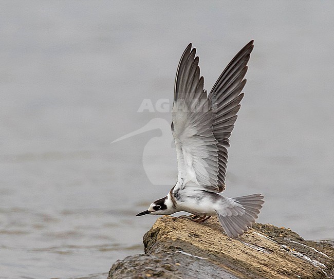 First-winter Black Tern (Chlidonias niger) stretching its wing while perched on a rock in the Netherlands during autumn migration. stock-image by Agami/Edwin Winkel,