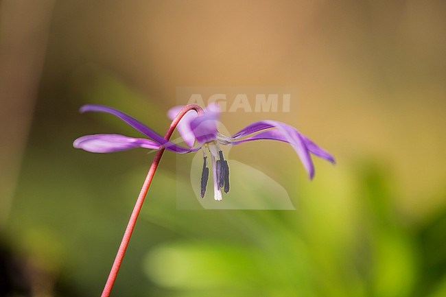 Dog's-tooth-violet, Hondstand, Erythronium dens-canis stock-image by Agami/Wil Leurs,