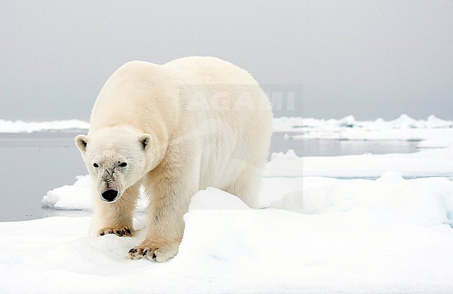 Polar bear (Ursus maritimus) standing in snow stock-image by Agami/Caroline Piek,