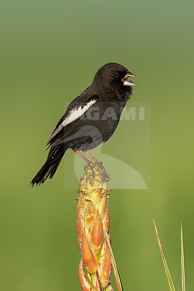 Adult male breeding
Weld Co., CO
June 2023 stock-image by Agami/Brian E Small,