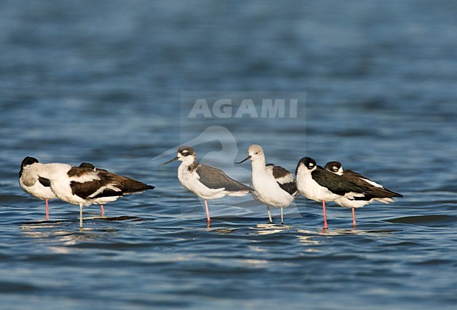 Noord-amerikaanse Kluut en Mexicaanse Steltkluut; American Avocet and Black-necked Stilt stock-image by Agami/Marc Guyt,