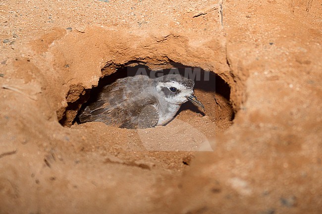 White-faced Storm Petrel, Adult, Nest,  Boavista, Cape Verde (Pelagodroma marina) stock-image by Agami/Saverio Gatto,