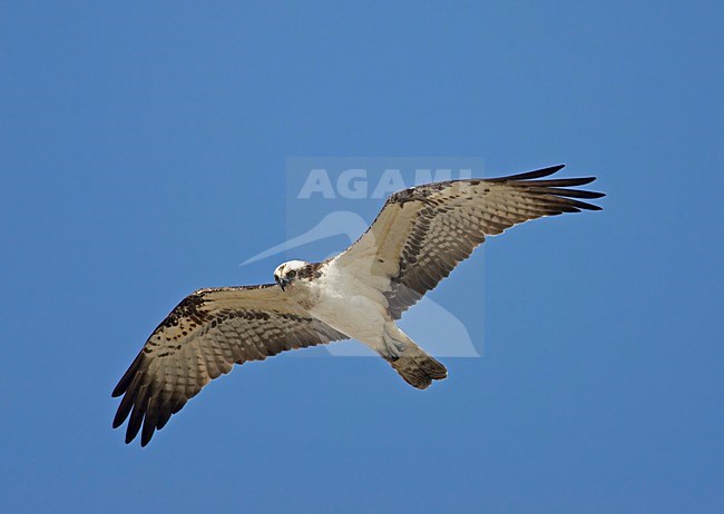 Osprey flying; Visarend vliegend stock-image by Agami/Markus Varesvuo,