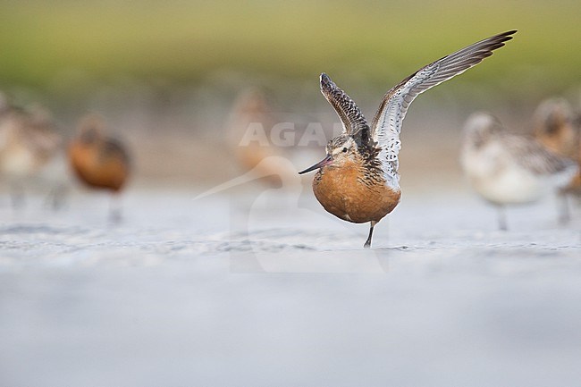 Bar-tailed Godwit (Limosa lapponica ssp. lapponica), Germany, adult perched during migration stock-image by Agami/Ralph Martin,
