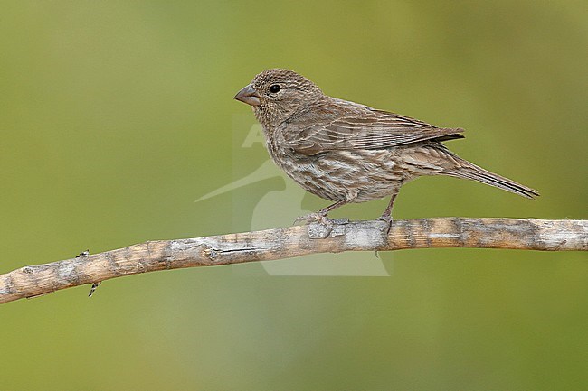 Adult female
Riverside Co., CA
May 2008 stock-image by Agami/Brian E Small,