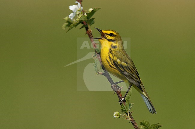 Zingend mannetje Prairie zanger, Singing male Prairie Warbler stock-image by Agami/Brian E Small,