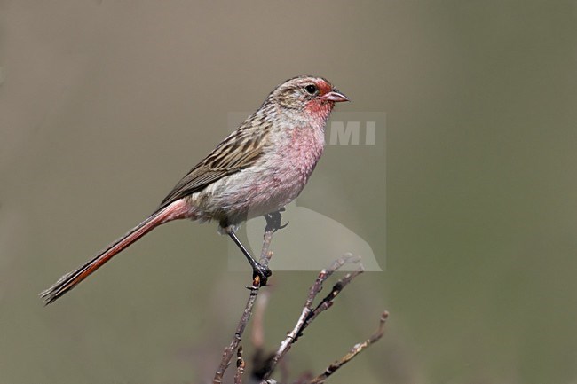 Przewalski's Roodmus, Pink-tailed Bunting stock-image by Agami/Dubi Shapiro,