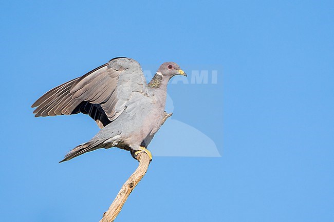 Adult
Santa Barbara Co., CA
November 2022 stock-image by Agami/Brian E Small,