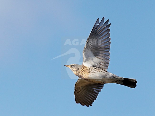 Kramsvogel in de vlucht; Fieldfare in flight stock-image by Agami/Markus Varesvuo,