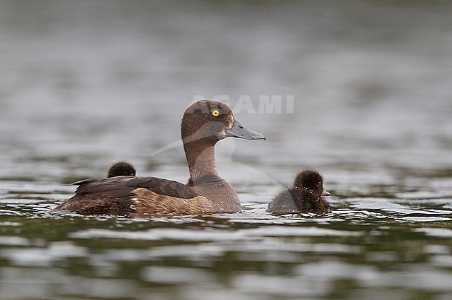 Female Tufted Duck (Aythya fuligula) with her duckling swimming on a lake near Gentofte in Denmark. stock-image by Agami/Helge Sorensen,