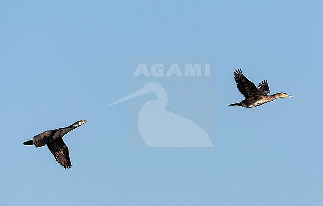 Two Great Cormorants (Phalacrocorax carbo) flight in the Netherlands. Adult calling (left) and immature bird (right) stock-image by Agami/Marc Guyt,