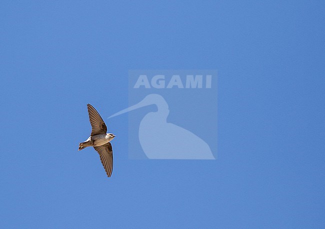 Pale crag martin (Ptyonoprogne obsoleta)  in Iran. stock-image by Agami/Pete Morris,