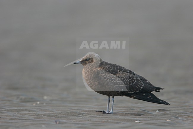 Juveniele Kleine Jager op het strand; JUvenile Parasitic Jaeger on the beach stock-image by Agami/Menno van Duijn,