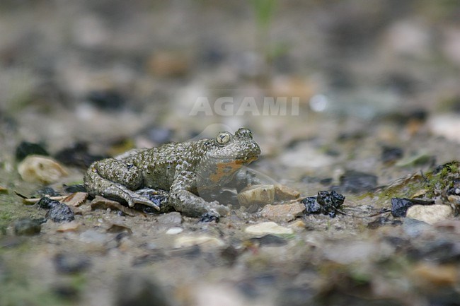 Yellow-bellied toad (Bombina variegata) on the ground, with a grey background, in France. stock-image by Agami/Sylvain Reyt,
