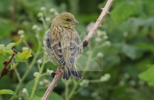 European Greenfinch (Chloris chloris), juvenile sitting in a blackberry bush, seen from the back, showing upperparts andn uppertail. stock-image by Agami/Fred Visscher,