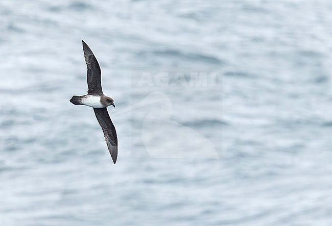 Atlantic Petrel (Pterodroma incerta) at open ocean near Tristan da Cunha. stock-image by Agami/Martijn Verdoes,