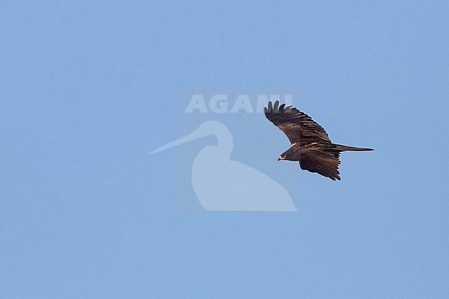 Dark morph Black Kite (Milvus migrans migrans) in flight against blue sky in Morocco during migration. stock-image by Agami/Ralph Martin,