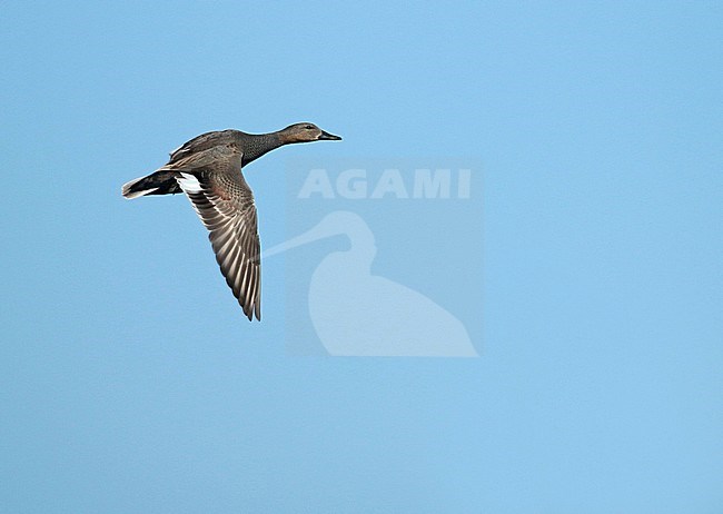 Gadwall (Mareca strepera), first winter male in flight, seen from the side, showing upper wing. stock-image by Agami/Fred Visscher,