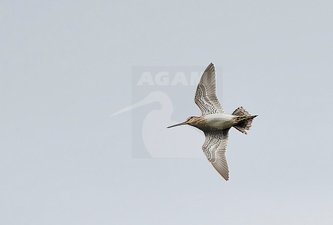Common Snipe (Gallinago gallinago) in display flight on Iceland. Seen from below, showing spread out tail. stock-image by Agami/Markus Varesvuo,