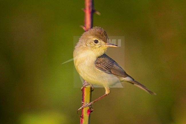 Melodious Warbler - Orpheusspötter - Hippolais polyglotta, Germany stock-image by Agami/Ralph Martin,