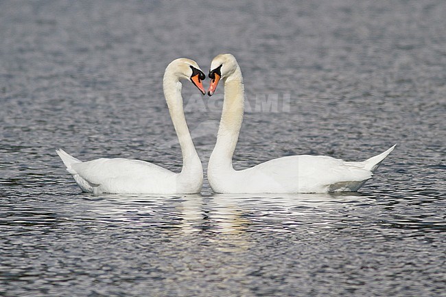 Mute Swan (Cygnus olor) swimming in a pond near Victoria, BC, Canada. stock-image by Agami/Glenn Bartley,