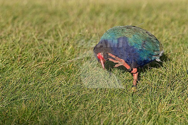 South Island Takahe (Porphyrio hochstetteri) an endangered flightless bird endemic to New Zealand, in Tawharanui Regional Park, North Island, New Zealand. Standing in short grass, scratching its head. stock-image by Agami/Marc Guyt,