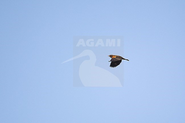Red-winged Blackbird (Agelaius phoeniceus), male in flight during migration at Cape May, New Jersey, USA stock-image by Agami/Helge Sorensen,